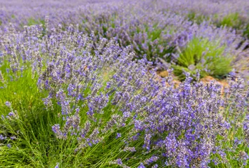 Fotobehang Lavendel Lavendel in de Provence