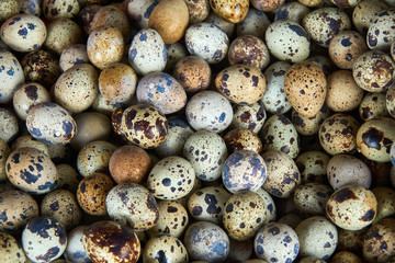 Textured background with small quail eggs. Natural pattern. Horizontal format.