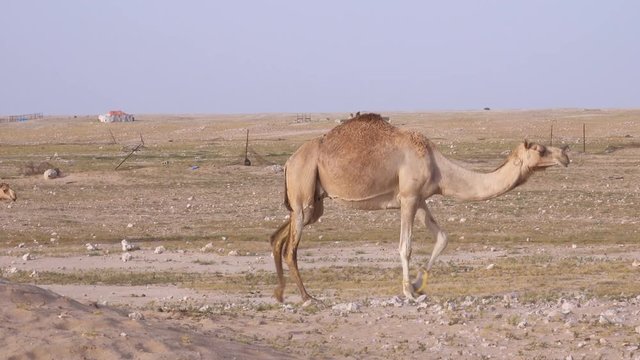 Hobbled camel with front legs tied walking set against desert settlement