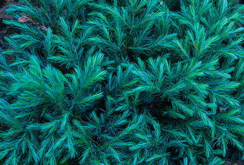 The picture of green forest foliage