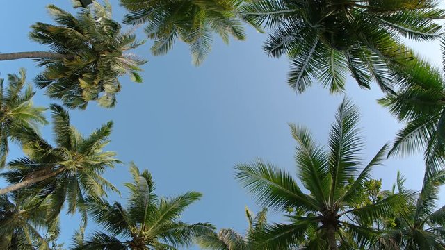 Ring of Tropical Coconut Palms on Mahaanaelhihuraa Island