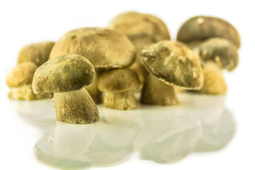 porcini, boletus
