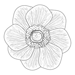 Isolated flower sketch