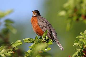 American Robin