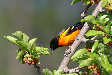 Male Baltimore Oriole