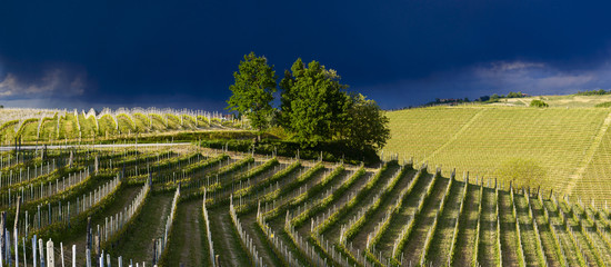 View of vineyards and Langa hills during a thunderstorm, suggestive contrast between dark skies and vineyards illuminated by the afternoon sun