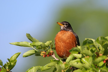 American Robin