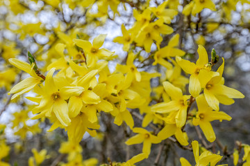 Blooming trees with yellow flowers