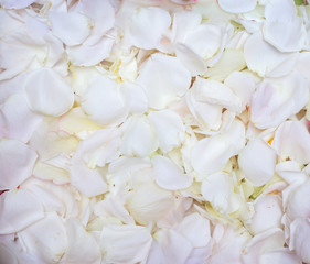 Background of beautiful white rose petals