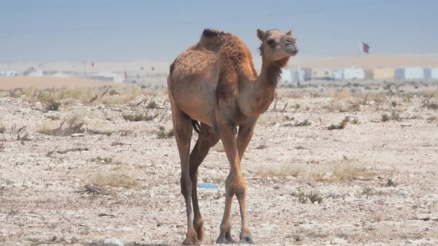 Young camel walking in the heat with Qatari settlement in BG