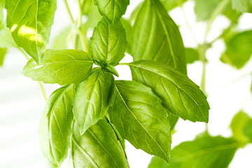 Fresh Basil Herb Leaves Closeup