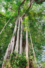 A large tree trunk of great banyan tree growing near Preah Khan Temple in Angkor Complex, Siem Reap, Cambodia.