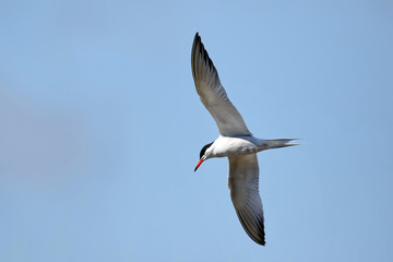 Caspian Tern