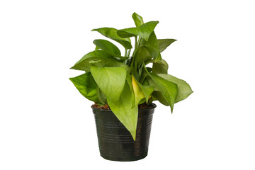 Green tree in a pot isolated on white background.