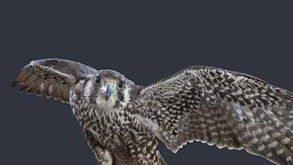 Wanderfalke frontal mit offenen Schwingen