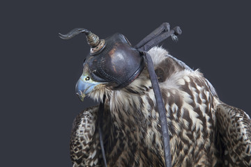 Beizvogel Falke mit Falkenhaube