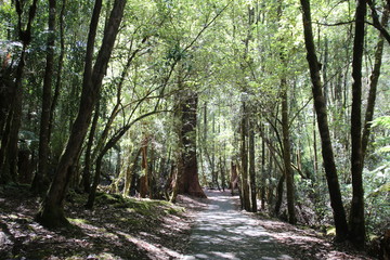 Wald auf Tasmanien