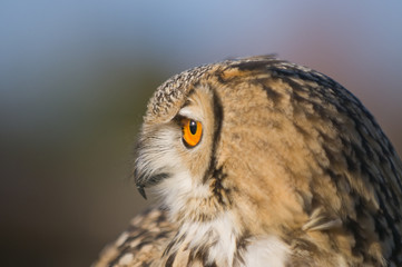 Indian Eagle owl (Bubo bubo)