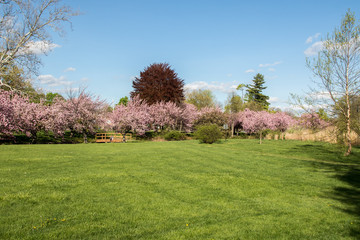 Cherry Blossom Trees at Hurd Park