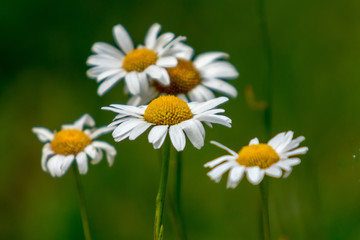 Wild Daisies