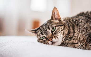 Gato en reposo en atmosfera tranquila