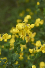Obraz premium Cytisophyllum sessilifolium 