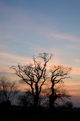Trees in hedgerow in winter at dawn