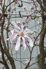  Magnolia stellata