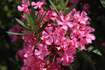 Oleander