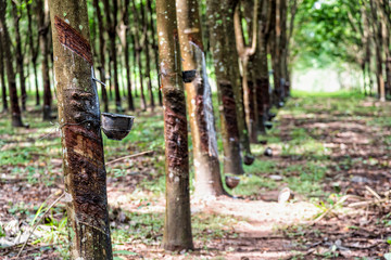 Row of tapped rubber tree or Hevea Brasiliensis with drops of natural white latex drip from the tree at plantation in Thailand