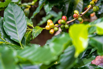 Group row colorful fruits of coffee berry ripening on a tree and drops of water after rain