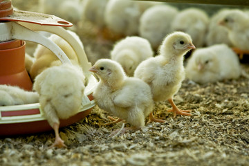 AVICULTURA