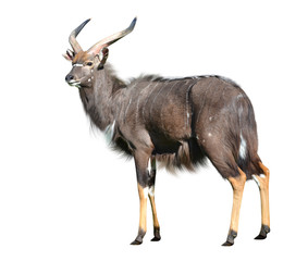 Male Nyala antelope isolated on a white background. - obrazy, fototapety, plakaty