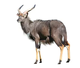 Poster Im Rahmen Male Nyala antelope isolated on a white background. © vencav