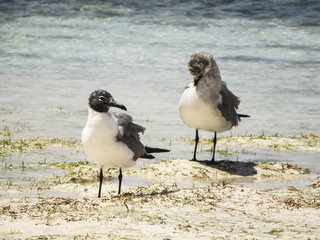 Paradise beach in Cayo Santa Maria, Cuba. View of a group of seagull in the blue turquoise sea looking for food.