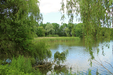 pond with green trees and reed on its banks in summer, Poodri, Czech Republic