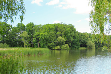Fototapeta na wymiar pond with green trees and reed on its banks in summer, Poodri, Czech Republic