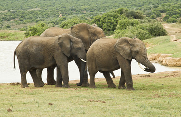 Naklejka na ściany i meble Family of elephants standing at a water hole