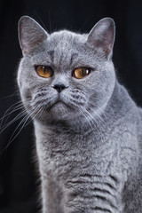 Portrait of a gray British shorthair cat