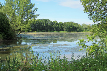 pond with green trees and reed on its banks in summer, Poodri, Czech Republic