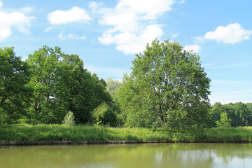 green tree growing on the bank of a pond in summer, Poodri, Czech Republic