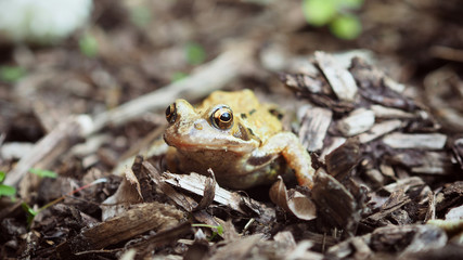 Frosch