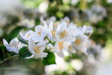 Jasmine flowers on shrub blossom