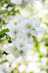 White jasmine flowers on shrub in june