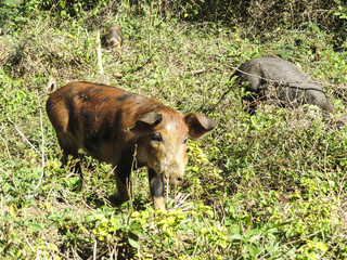 driving from trinidad to Santa Clara we meet some Brown pigs eating in the  bushes in the country.  Cuba