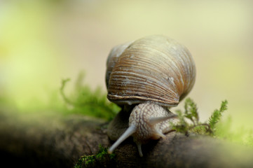 Snail