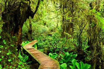 Boardwalk trail through the mossy rainforests of Pacific Rim National Park, Vancouver Island, BC,...