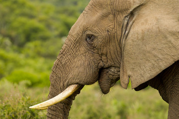 Portrait of an African elephant