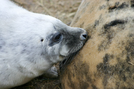Grey Seal Pup Suckling from its mother at Donna Nook Nature Reserve in Lincolnshire