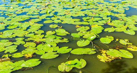 water lilies in a lake